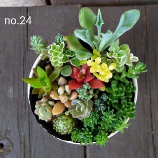 no.24多肉植物抜き苗13種セット(その他)