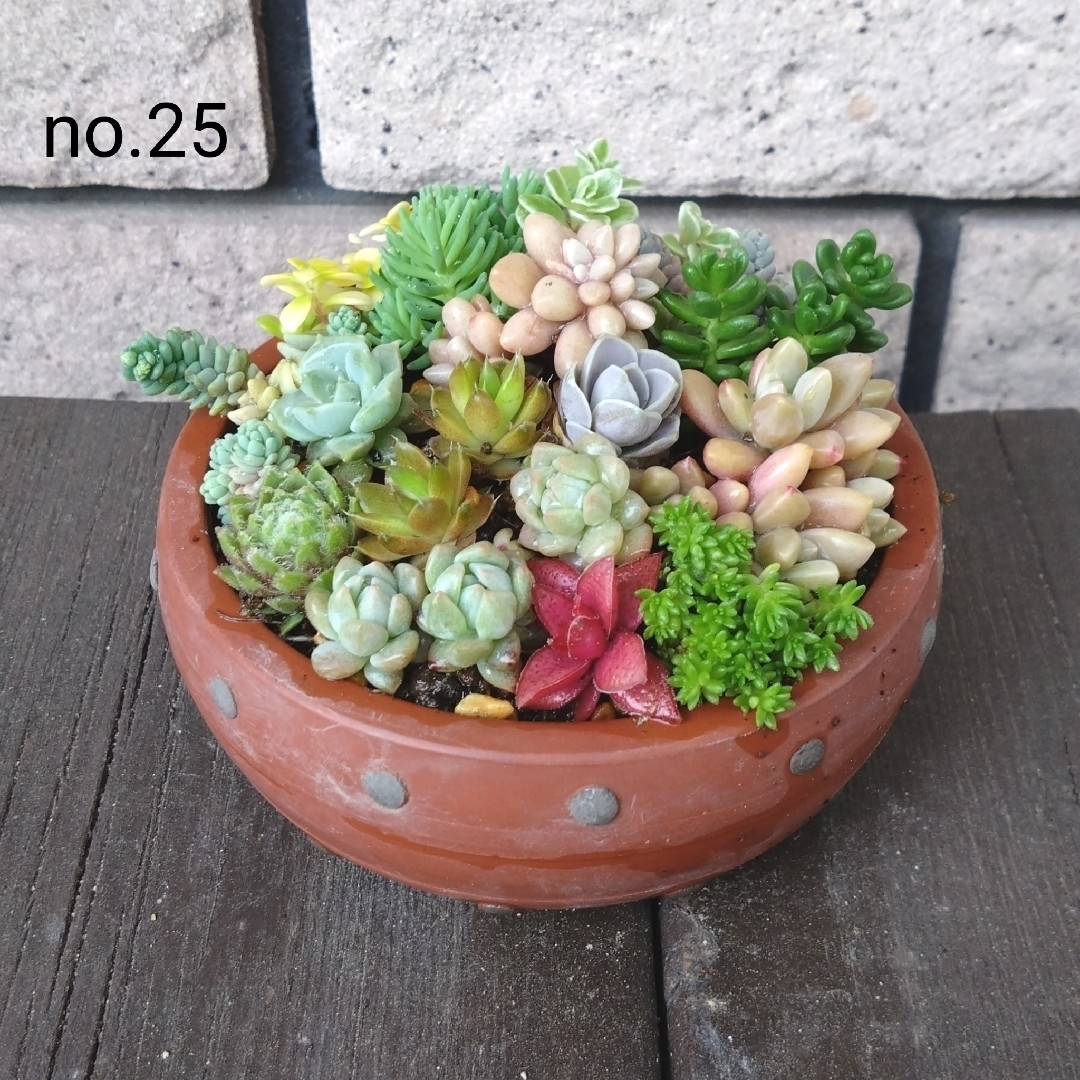 no.25多肉植物ちまちま抜き苗15種セット ハンドメイドのフラワー/ガーデン(その他)の商品写真