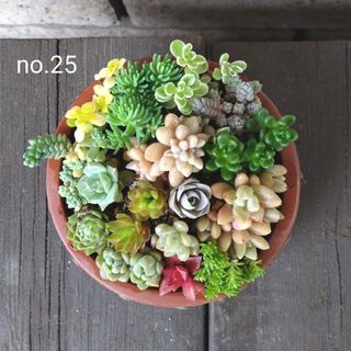 no.25多肉植物ちまちま抜き苗15種セット(その他)