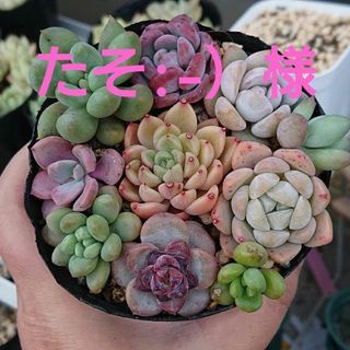 たそ様専用ページ 多肉植物 エケベリアカット苗寄せ植えセット(その他)