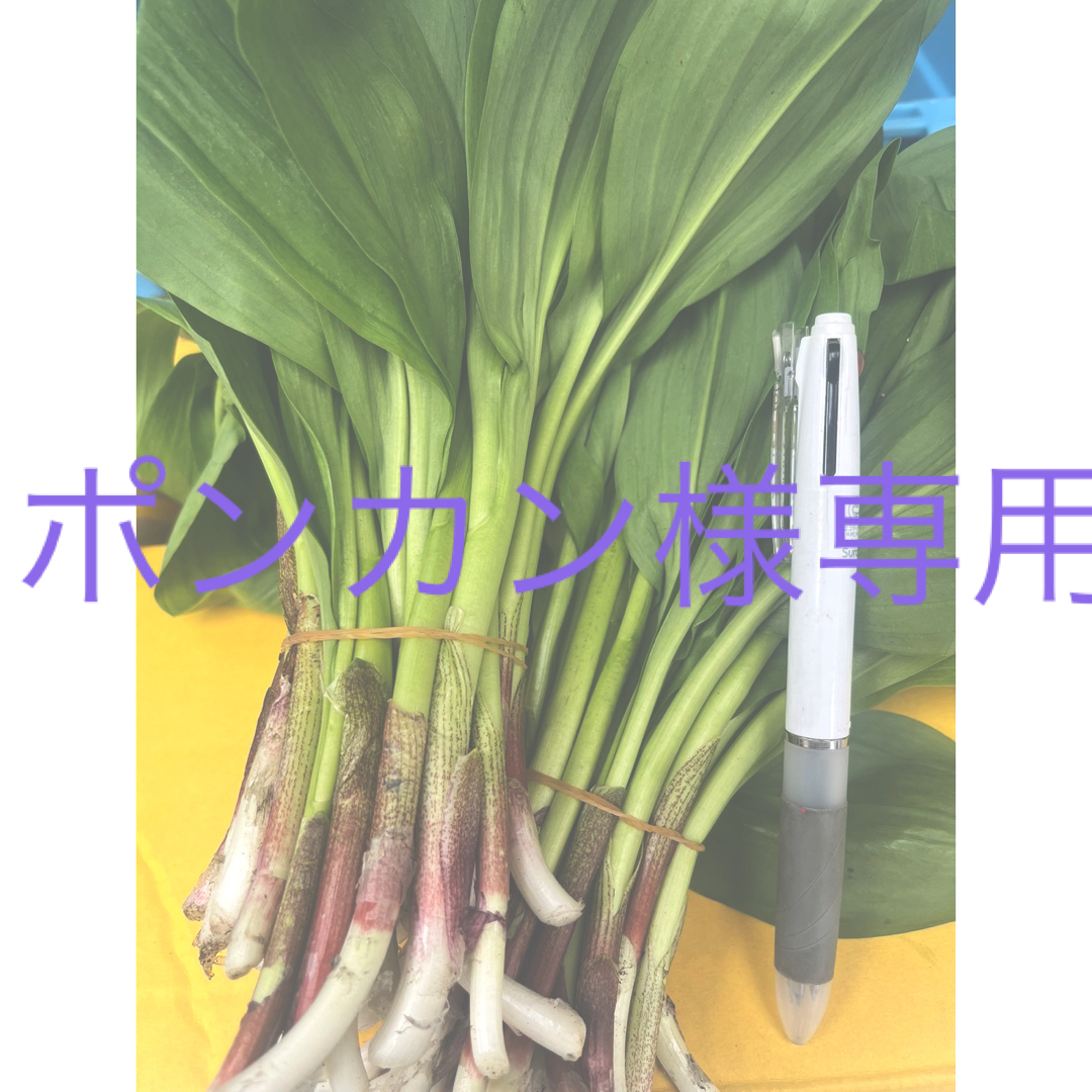 ポンカン様専用　北海道産行者ニンニク（アイヌネギ）1.5kg+α 食品/飲料/酒の食品(野菜)の商品写真