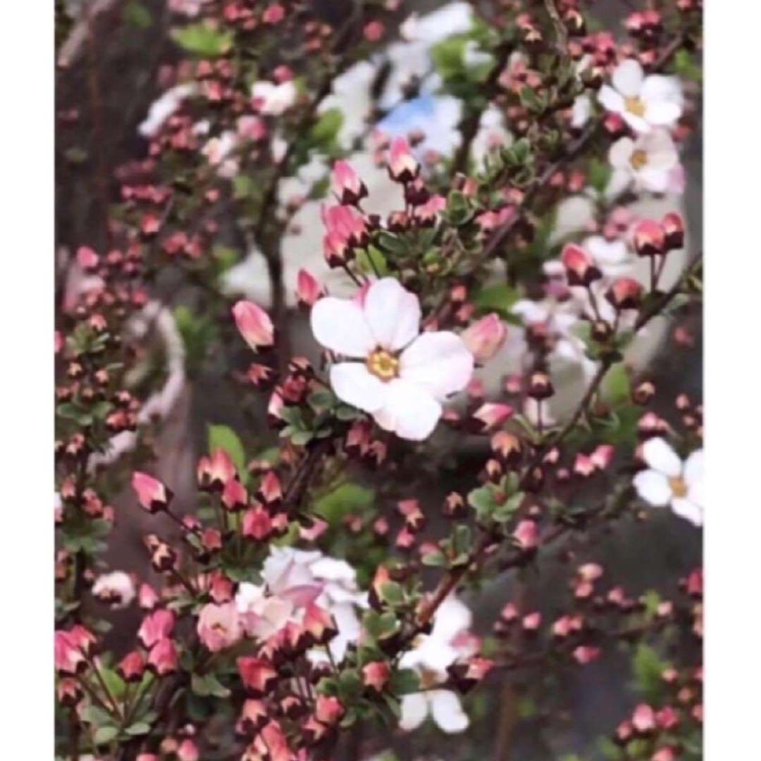ピンクユキヤナギ苗木　一株 ハンドメイドのフラワー/ガーデン(その他)の商品写真