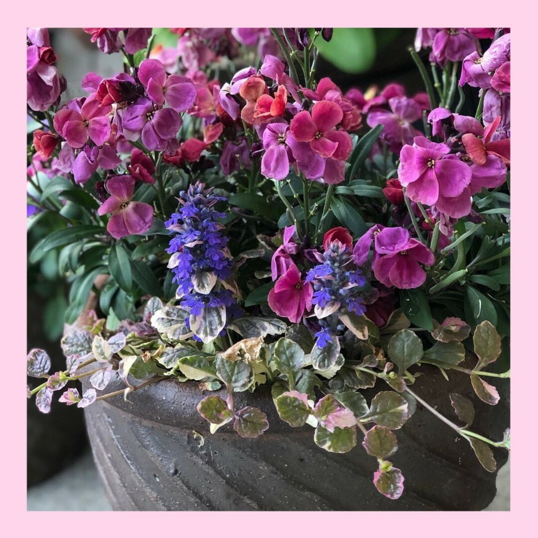 60粒　分枝し沢山のお花を付ける✦エリシマムローズ✦花の種 ハンドメイドのフラワー/ガーデン(その他)の商品写真