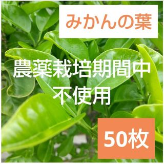 2 農薬栽培期間中不使用みかん 葉 50枚　アゲハ蝶　青虫　虫　餌 みかんの葉(虫類)