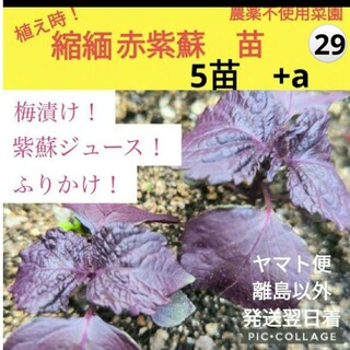 赤紫蘇苗　5株+a(野菜)