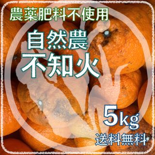 自然農不知火5kg 6年目 無農薬肥料不使用 自然農法 みかん 海乃蛙自然農園(フルーツ)