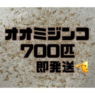 【オオミジンコ700匹程　稚ミジンコ】送料無料めだか金魚etc.