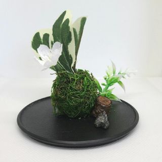 苔玉(小鞠)(その他)