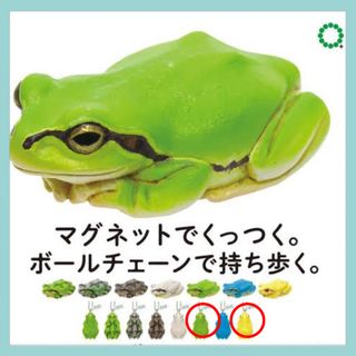 アマガエル ガチャ まぶたとじ アルビノ ボールチェーン 