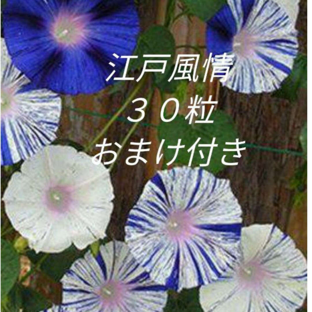 花の種　朝顔　江戸風情の種　おまけ付き ハンドメイドのフラワー/ガーデン(その他)の商品写真