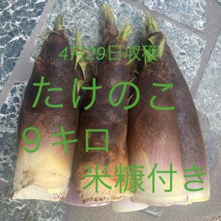 鳥取県　無農薬　たけのこ　９キロ