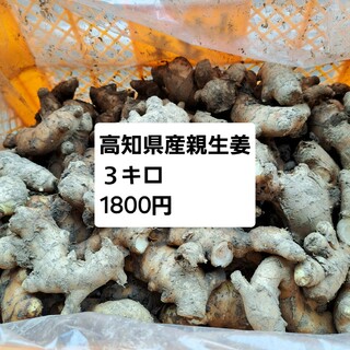 高知県産親生姜　３キロ(野菜)