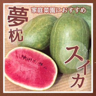 国内育成 採取【夢枕 小玉スイカ】10粒 家庭菜園 野菜 果物 フルーツ お試し(野菜)