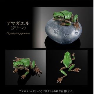 バンダイ　アマガエル　アドバンス　02　いきもの大図鑑　グリーン(キャラクターグッズ)