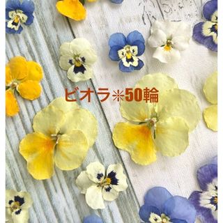 No.280❇︎ドライフラワー花材❇︎ビオラ50輪❇︎ミモザ❇︎お試し価格(ドライフラワー)