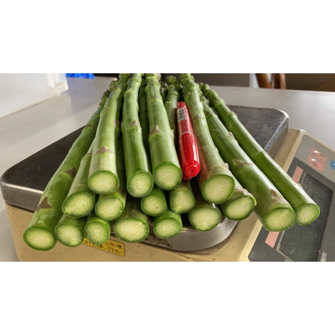 信州産　アスパラガス　Lサイズ　600g 食品/飲料/酒の食品(野菜)の商品写真