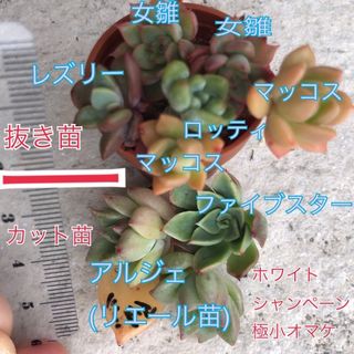 小苗 セット ファイブスター マッコス 寄せ植え に ロッティ 抜き苗 アルジェ