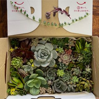 【SALE】多肉植物カット苗詰め合わせ(その他)