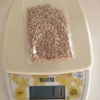 コシヒカリ種籾10g(その他)