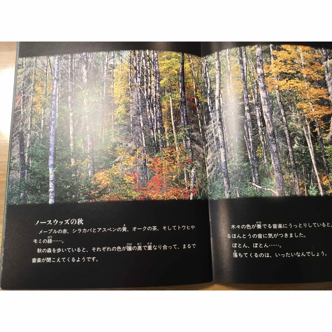 たくさんのふしぎ　森関連　3冊 エンタメ/ホビーの雑誌(絵本/児童書)の商品写真