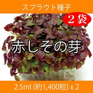 スプラウト種子 S-13 赤しその芽 2.5ml 約1,400粒 x 2袋(野菜)