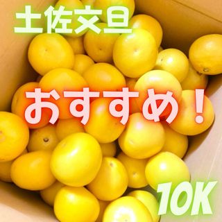 味の濃いサイズ！L.Mサイズ　土佐文旦　10キロ　99(フルーツ)