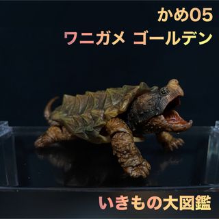 バンダイ(BANDAI)のいきもの大図鑑 かめ 05 ワニガメ ゴールデン ①(その他)