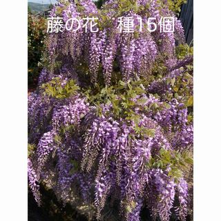 藤の花　種15個(その他)