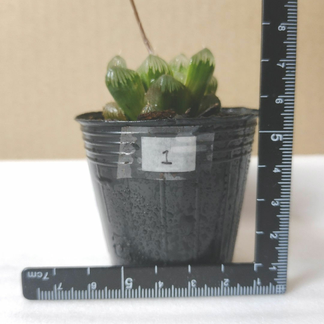 【多肉植物】ハオルチア オプツーサ ① ハンドメイドのフラワー/ガーデン(その他)の商品写真