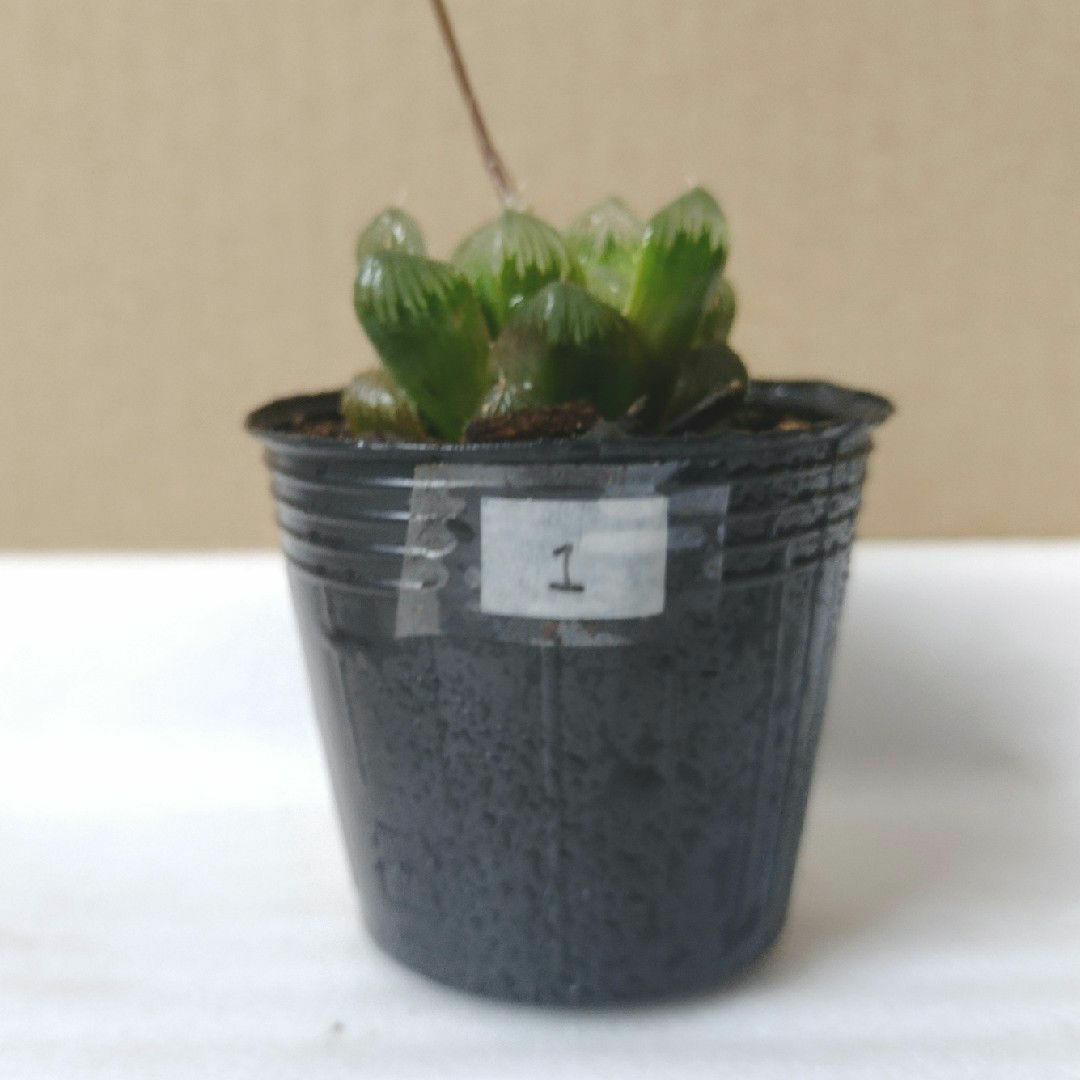 【多肉植物】ハオルチア オプツーサ ① ハンドメイドのフラワー/ガーデン(その他)の商品写真