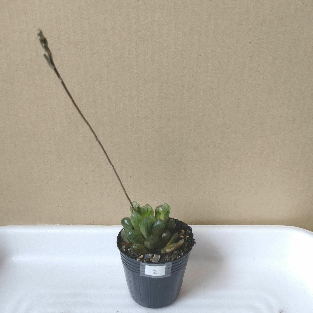 【多肉植物】ハオルチア オプツーサ ② ハンドメイドのフラワー/ガーデン(その他)の商品写真