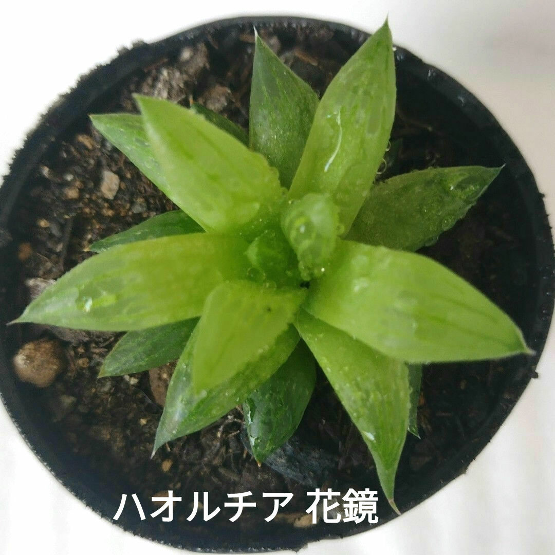 【多肉植物】ハオルチア 花鏡 ① ハンドメイドのフラワー/ガーデン(その他)の商品写真