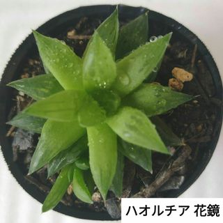 【多肉植物】ハオルチア 花鏡 ②(その他)