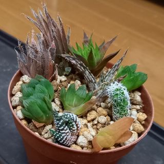 多肉植物　ハオルチア寄せ植えセット(9種類)(その他)