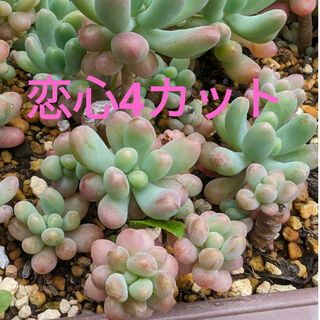 ♥恋心4カット♥ 多肉植物(プランター)