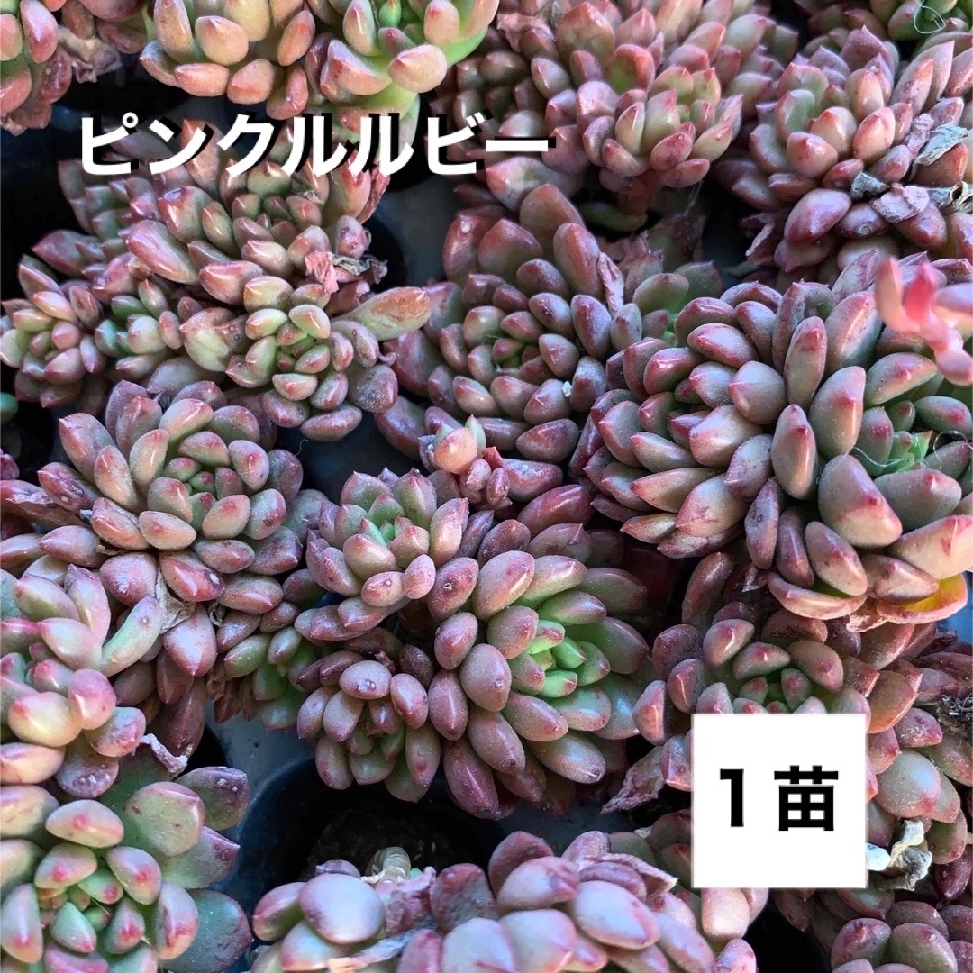 多肉植物　ピンクルルビー　１苗 ハンドメイドのフラワー/ガーデン(その他)の商品写真