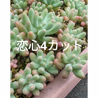 ♥恋心4カット♥　多肉植物(プランター)