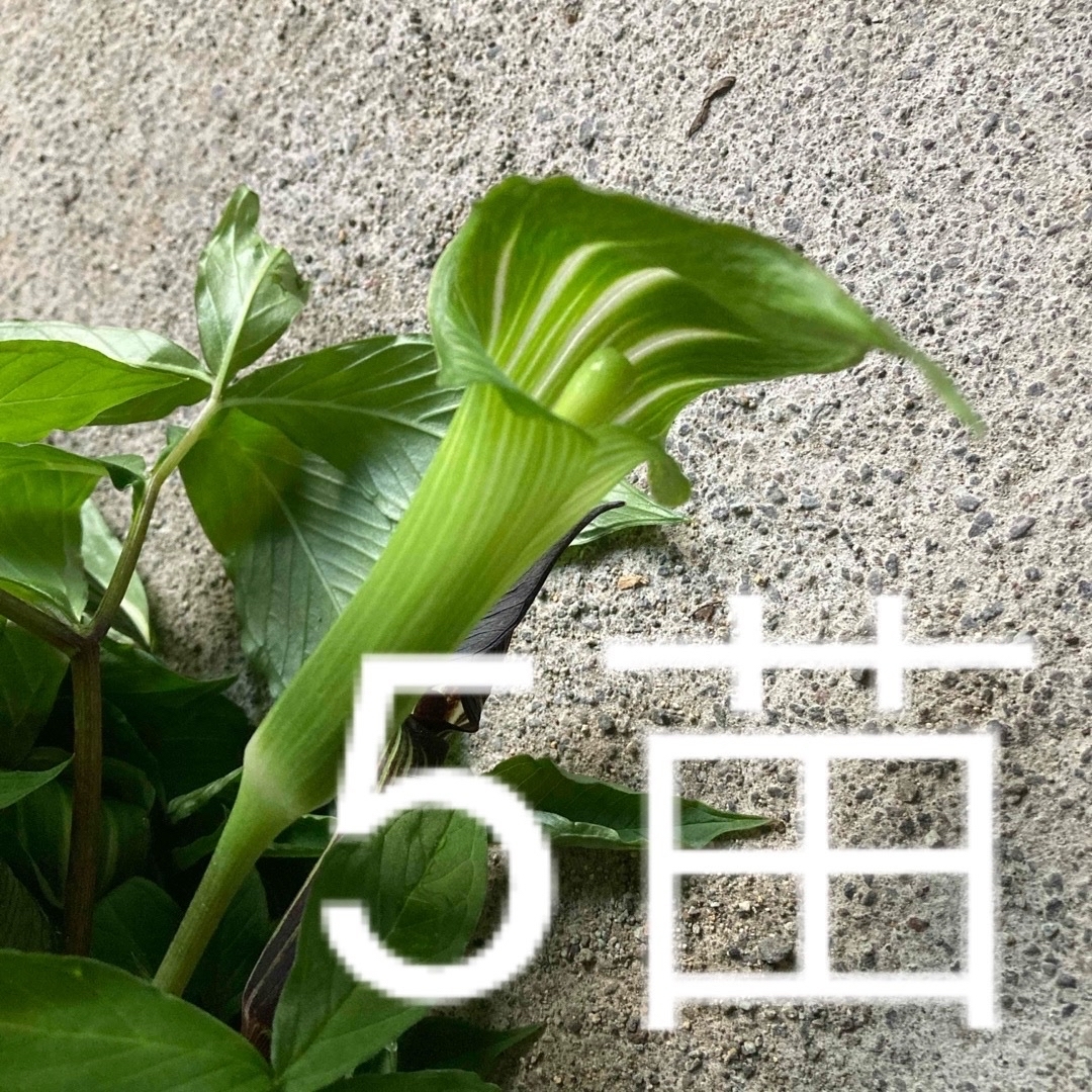マムシグサのような植物　5苗 ハンドメイドのフラワー/ガーデン(その他)の商品写真