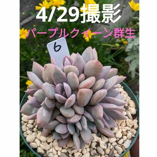 6♥パープルクイーン♥　群生　根あり　多肉植物(プランター)