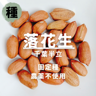 【種】落花生　千葉半立　無農薬　10粒(野菜)