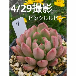 7♥ピンクルルビー♥　根あり抜き苗　多肉植物(プランター)