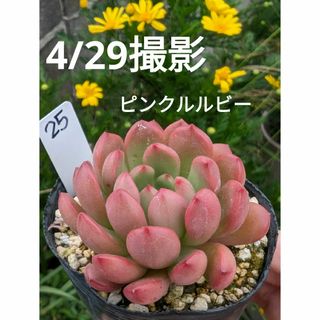 25♥ピンクルルビー♥　根あり抜き苗　多肉植物(プランター)