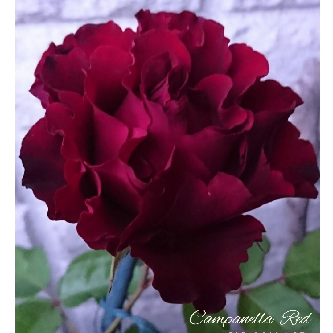 黒赤 切り花品種 バラ苗 ゆうパケットポスト発送 ハンドメイドのフラワー/ガーデン(その他)の商品写真