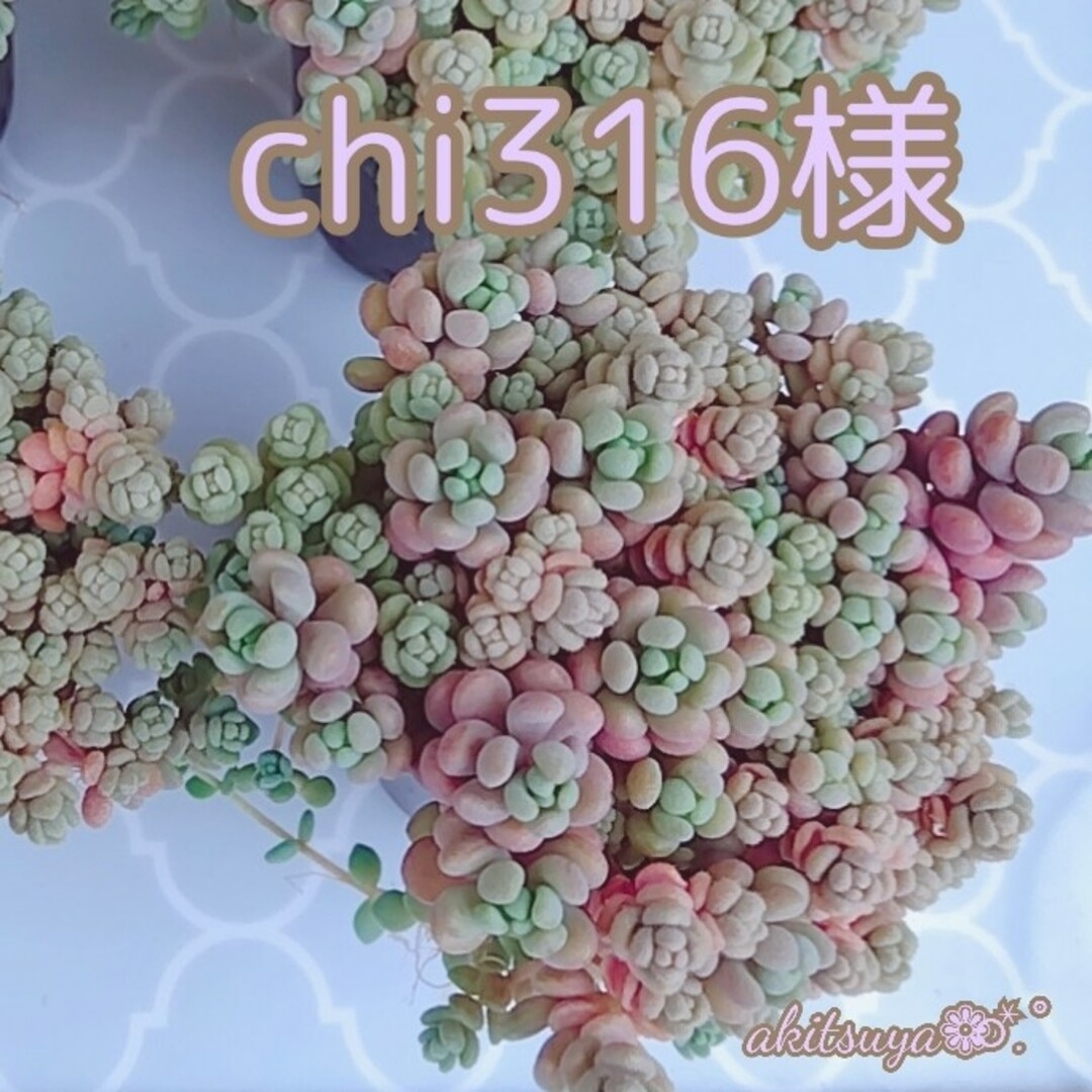 chi316様 ポットごと発送 ❤即購入OK  多肉植物 根付き ハンドメイドのフラワー/ガーデン(その他)の商品写真