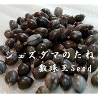 RG810『ジュズダマの種30粒』 数珠玉Seed 趣味 じゅずだまの種子(その他)