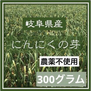 岐阜県産　にんにくの芽　300グラム　農薬不使用　農家直送　NO1