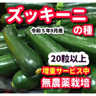 ズッキーニの種【20粒以上】★令和5年産・無農薬栽培の種