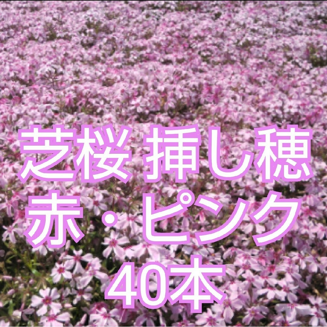 芝桜 挿し穂 40本　赤＋ピンク インテリア/住まい/日用品のインテリア小物(その他)の商品写真