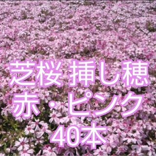 芝桜 挿し穂 40本　赤＋ピンク(その他)