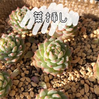 ❁⃘お裾分け品❁⃘ グロブローサ×ブルーミニマ 葉挿し20枚 多肉植物(その他)